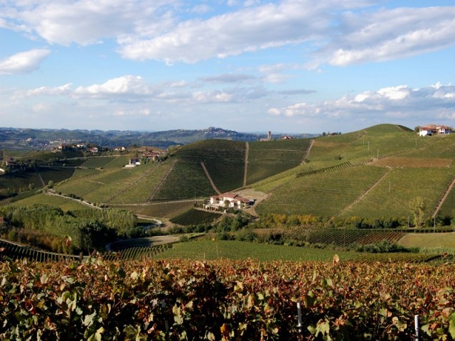 Barbaresco’s vines around Barbaresco (CN)