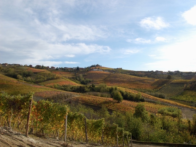 Vines around Alba (CN)